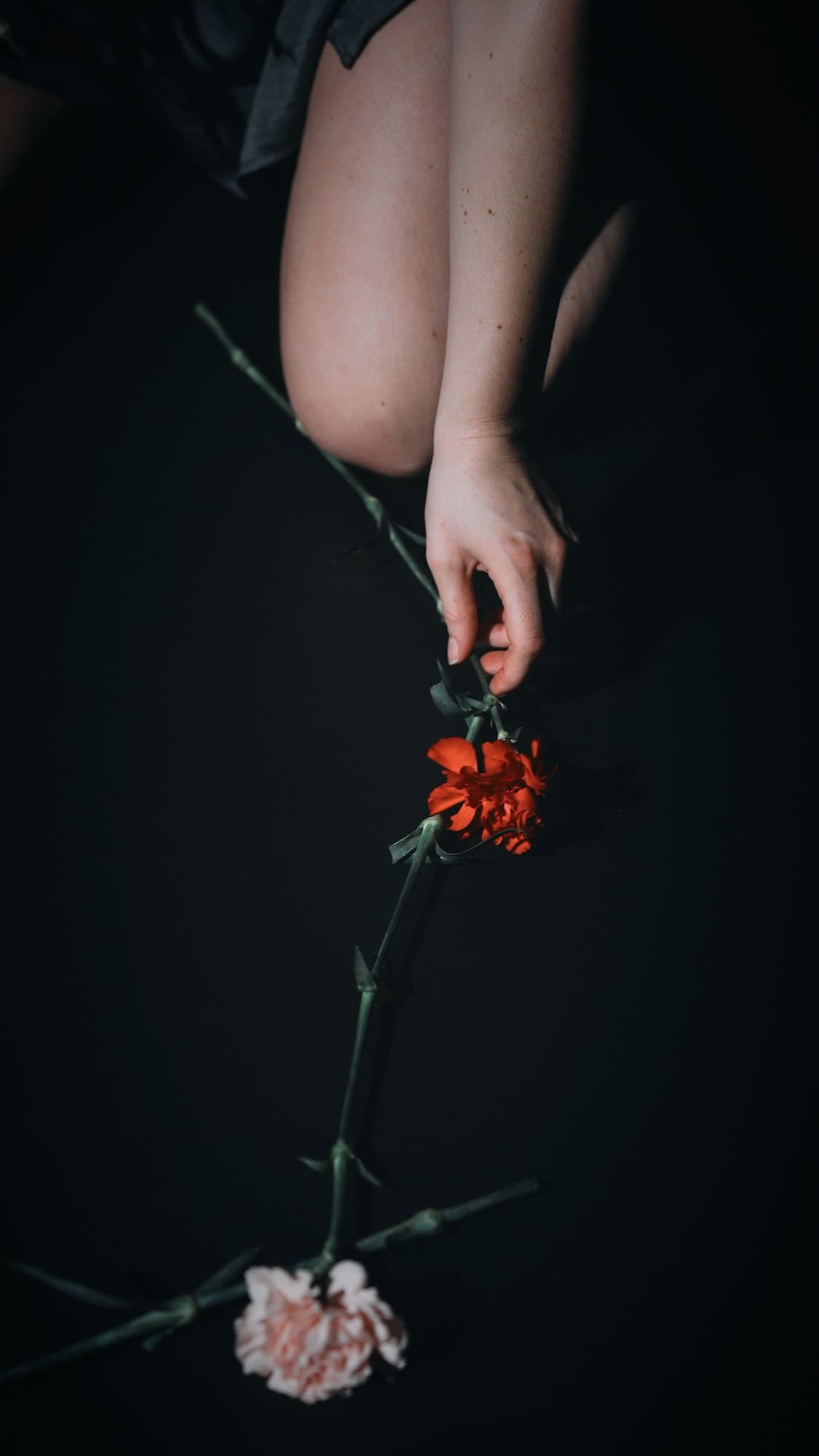 A hand reaching down to two carnations on a dark floor